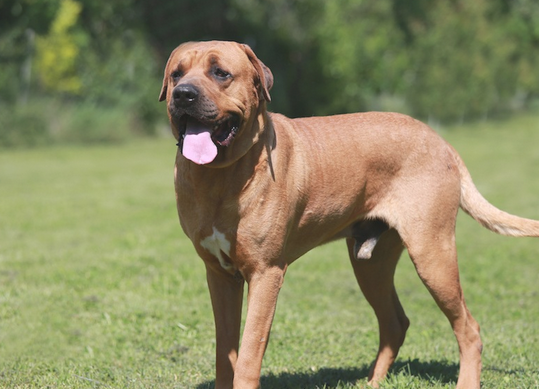 这7种狗狗“爱咬人” 既不呆萌呆萌都不家人 养他们纯碎自找不痛快！(图2)