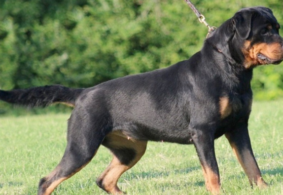 这7种狗狗“爱咬人” 既不呆萌呆萌都不家人 养他们纯碎自找不痛快！(图1)