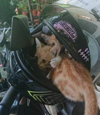 流浪天涯小橘猫占领了摩托车头盔住一晚 其中一只屁屁还露在外面！(图1)