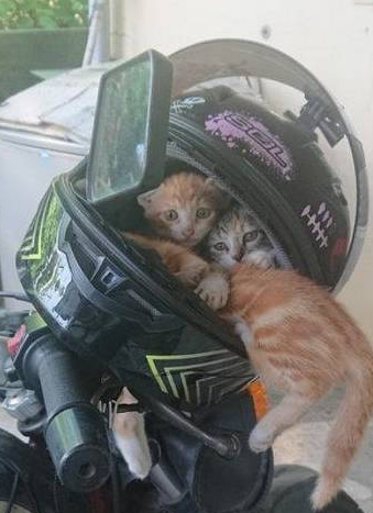 流浪天涯小橘猫占领了摩托车头盔住一晚 其中一只屁屁还露在外面！(图2)