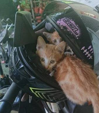 流浪天涯小橘猫占领了摩托车头盔住一晚 其中一只屁屁还露在外面！(图3)