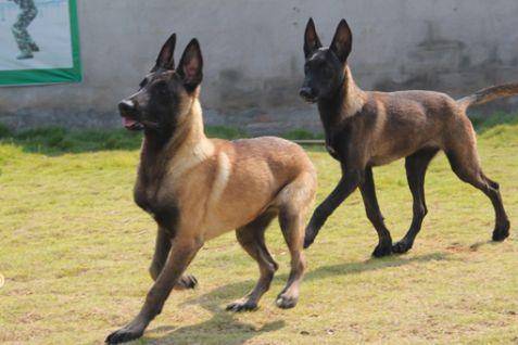 马犬都行吧叫什么东西名字？一些能入法眼的名字帮我推荐(图1)