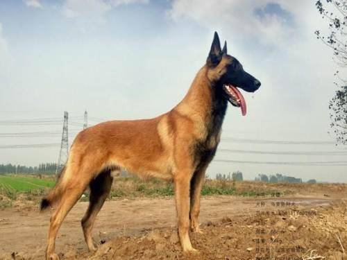 马犬都行吧叫什么东西名字？一些能入法眼的名字帮我推荐(图2)