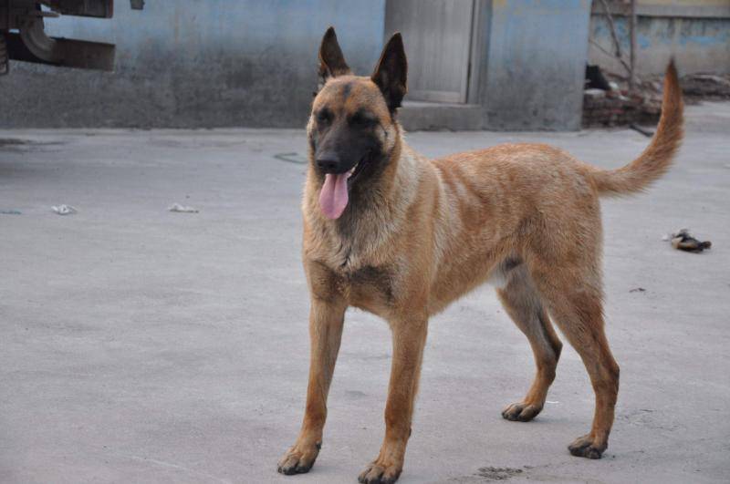 马犬都行吧叫什么东西名字？一些能入法眼的名字帮我推荐(图3)