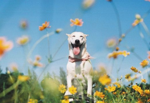 狗狗哪些食物钙含量高？来看看吧吧~(图1)