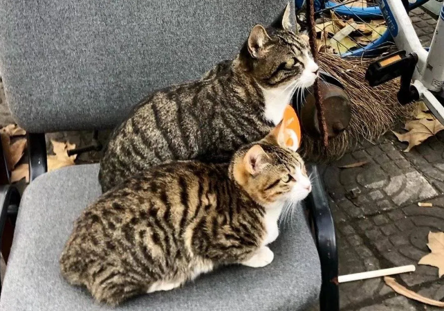 水果摊老板的猫被偷 首页的寻猫启事 竟诱发了一场骂战...(图2)