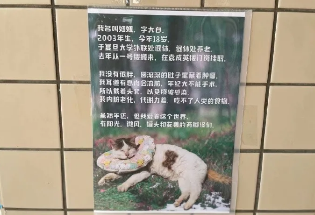 水果摊老板的猫被偷 首页的寻猫启事 竟诱发了一场骂战...(图1)