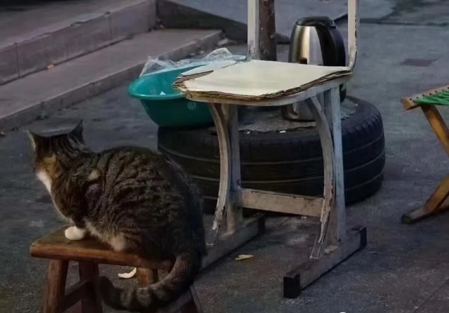 水果摊老板的猫被偷 首页的寻猫启事 竟诱发了一场骂战...(图3)