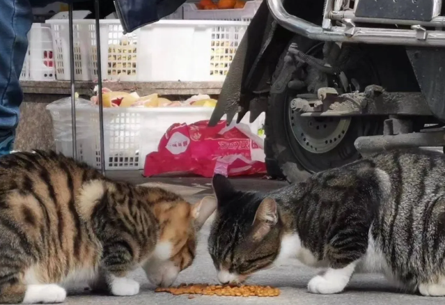 水果摊老板的猫被偷 首页的寻猫启事 竟诱发了一场骂战...(图4)