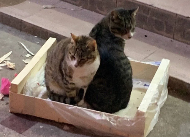 水果摊老板的猫被偷 首页的寻猫启事 竟诱发了一场骂战...(图5)