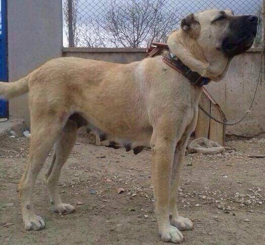 坎高犬和罗维纳哪个好？看是功能多肯定拉风(图1)