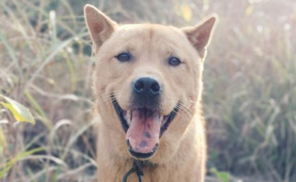 这7种狗 都是拿命去维护主人家 家里的宠狗够忠实的信徒认主吗！(图1)