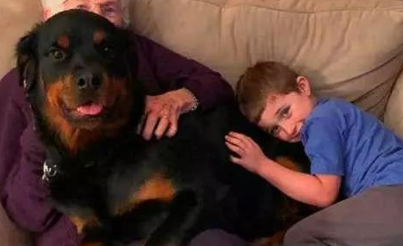 这7种狗 都是拿命去维护主人家 家里的宠狗够忠实的信徒认主吗！(图2)