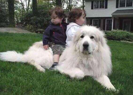 大白熊犬缺点有哪些地方？四大啊是缺点学习总结(图1)