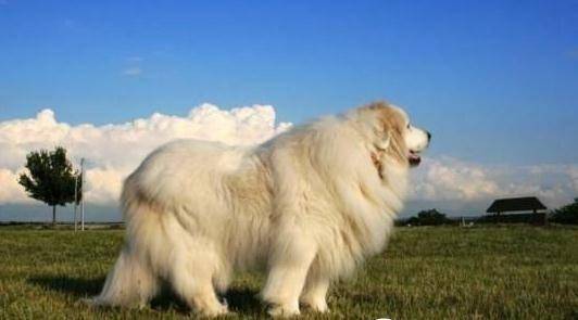 大白熊犬缺点有哪些地方？四大啊是缺点学习总结(图3)