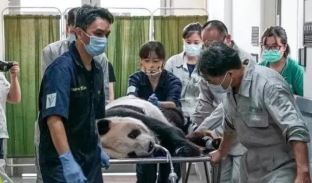 大陆赠台大熊猫“数团”健康状况不佳岛内民众牵挂(图1)