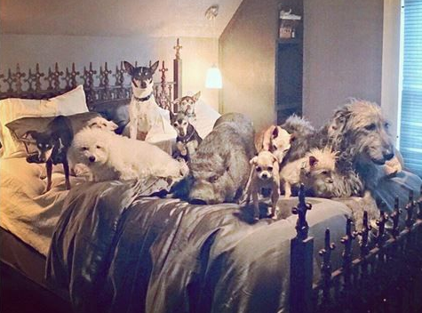 美国男子精金10狗4鸟2猫1猪1兔和一池鱼的大家庭！(图2)