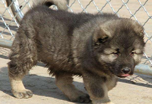 高加索很厉害吗？盯着都觉得胆怯(图3)