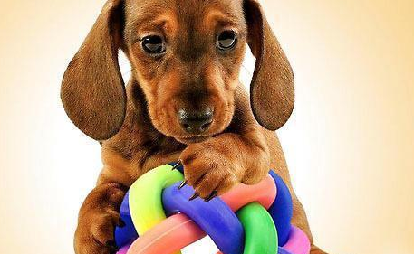 需要为打算进家的狗狗购置些什么？(图1)