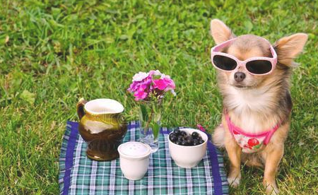 需要为打算进家的狗狗购置些什么？(图2)