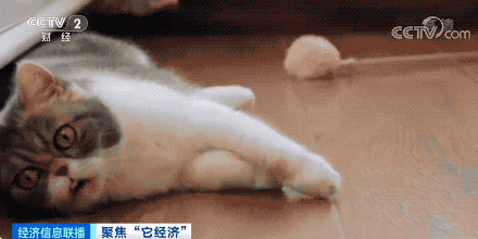 宠物行业白皮书：我国养猫人群数将近养狗人群数(图4)