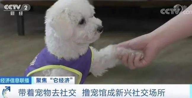 宠物行业白皮书：我国养猫人群数将近养狗人群数(图6)