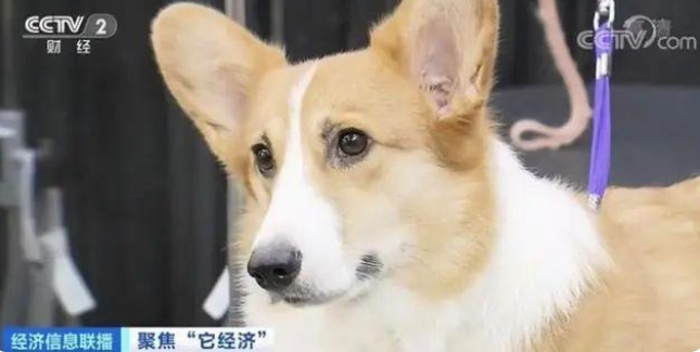 宠物行业白皮书：我国养猫人群数将近养狗人群数(图7)