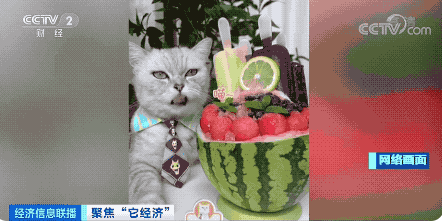 宠物行业白皮书：我国养猫人群数将近养狗人群数(图8)