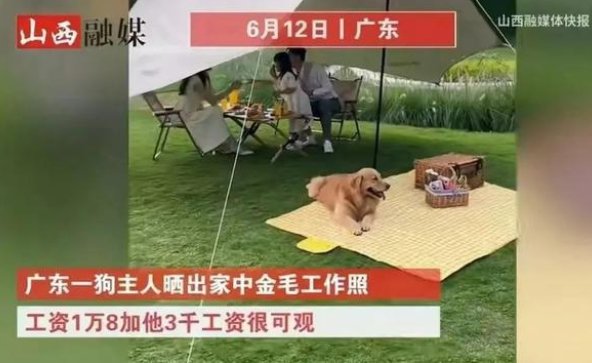 宠物行业白皮书：我国养猫人群数将近养狗人群数(图10)