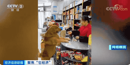 宠物行业白皮书：我国养猫人群数将近养狗人群数(图9)