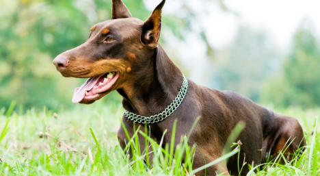 杜宾犬怎样训练？能够掌握食物诱惑一切简单的(图1)