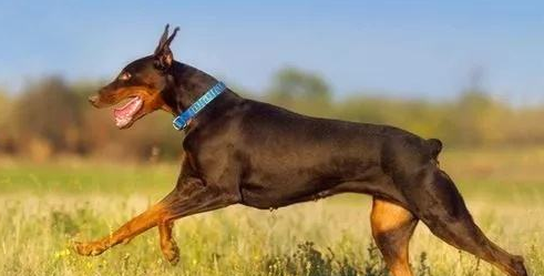 杜宾犬怎样训练？能够掌握食物诱惑一切简单的(图2)