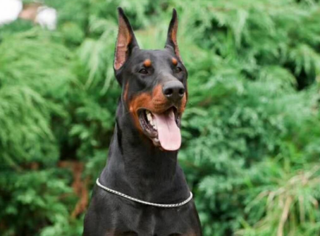 杜宾犬怎样训练？能够掌握食物诱惑一切简单的(图3)