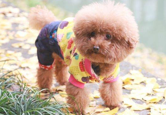 狗狗流鼻涕是感冒吗？(图1)