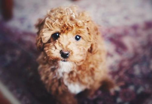 狗狗流鼻涕是感冒吗？(图2)