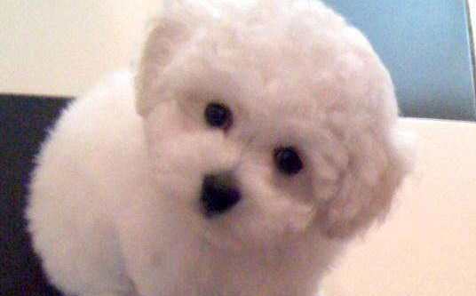 比熊犬应该有什么呢颜色？想都一样得染发(图3)