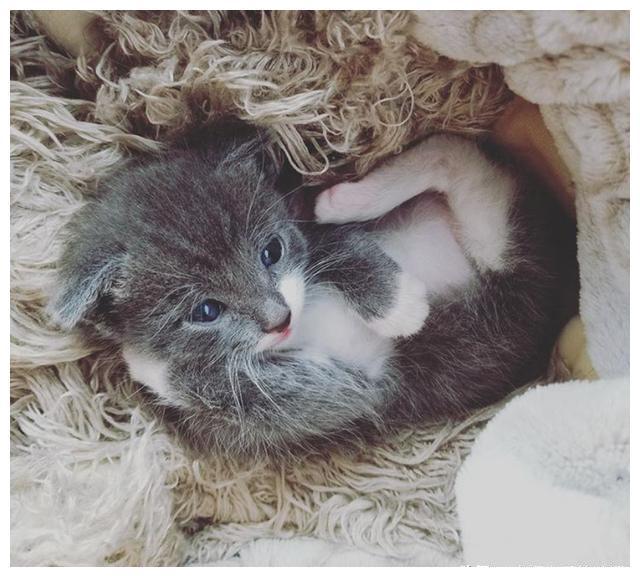 女孩搭救了一只被母猫被遗弃的小猫 却被“狗妈”带偏了(图5)