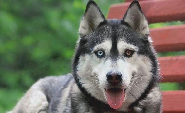 别看这几类狗身型大 确是狗中的非常怂包 家里的狗也“怂”吗？(图1)