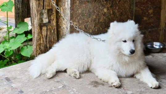 别看这几类狗身型大 确是狗中的非常怂包 家里的狗也“怂”吗？(图2)