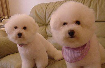 比熊犬应该有有什么颜色？想是一样的得染头发(图2)