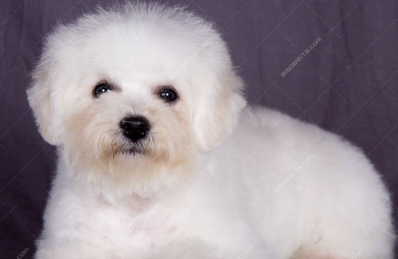 比熊犬应该有有什么颜色？想是一样的得染头发(图1)