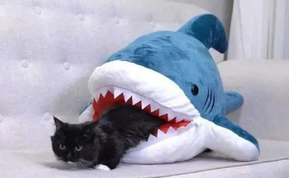 家里猫猫被鲨鱼咬了 奶奶连夜把鲨鱼嘴缝上(图1)