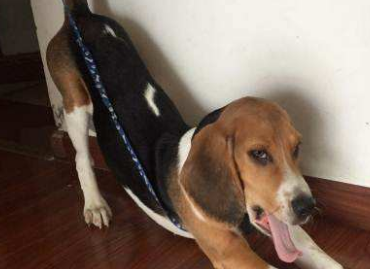 比格犬是哪个国家的？一同打听一下比格世家出身(图2)