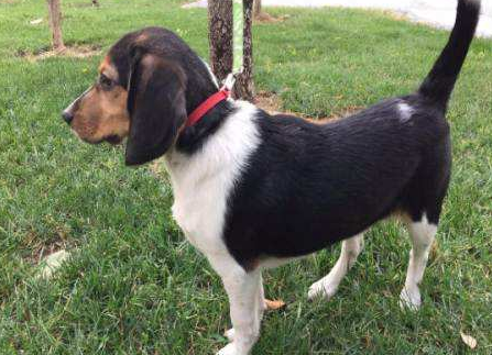 比格犬是哪个国家的？一同打听一下比格世家出身(图3)