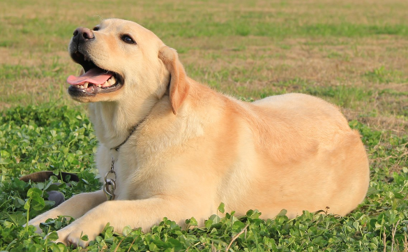 有什么东西狗儿是你根本不辨别真假出不来的种类 你可以不看出这样的狗吗？(图1)