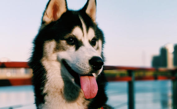 有什么东西狗儿是你根本不辨别真假出不来的种类 你可以不看出这样的狗吗？(图2)