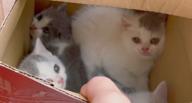 这般可爱的小猫 竟也被随意遗弃(图1)