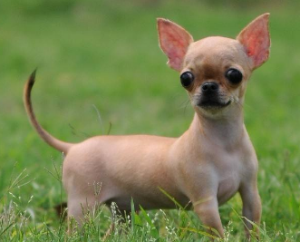 吉娃娃能活多少年？十年又是另一个长过程(图1)