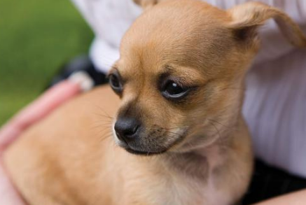 吉娃娃能活多少年？十年又是另一个长过程(图3)