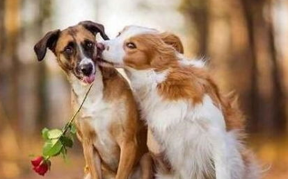 公狗不育的原因是什么？感兴趣的来看一下吧(图1)